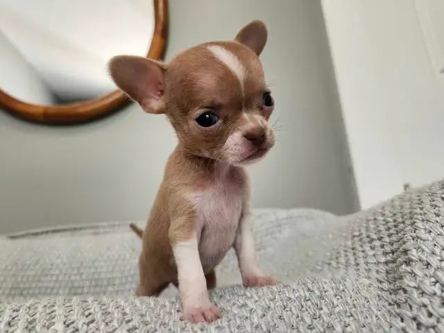 ❤️Applehead Chihuahua puppies- last one! ❤️ in Dogs & Puppies for Rehoming in Edmonton - Image 7