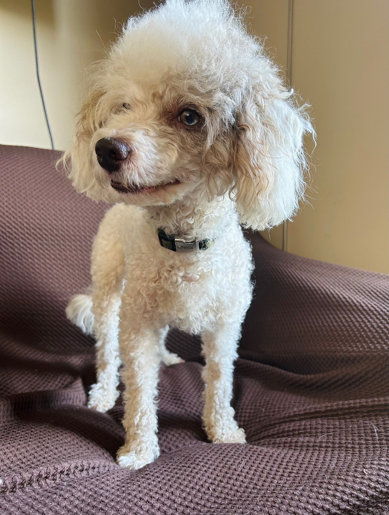 Beautiful CKC Mini Male Poodle - Pending | Dogs & Puppies for Rehoming ...