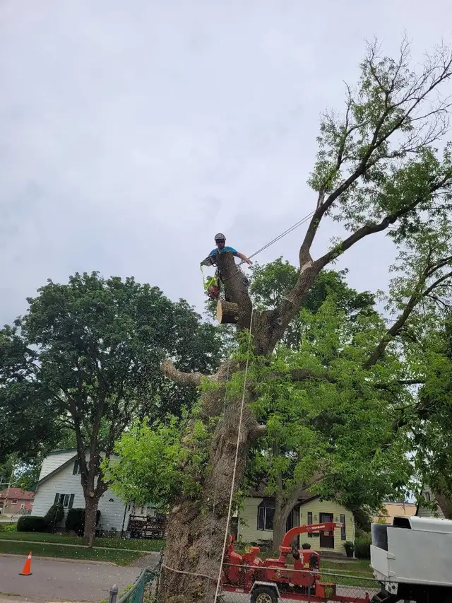 Tree Services 548407788847779849