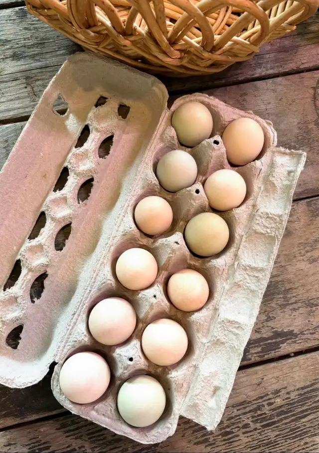 Bantam d”Uccle Hatching Eggs in Livestock in Yarmouth - Image 7