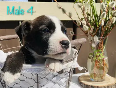 Border collie mix puppies, View more