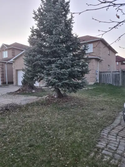 Large Basement Room with Private Toilet - $900 per month,