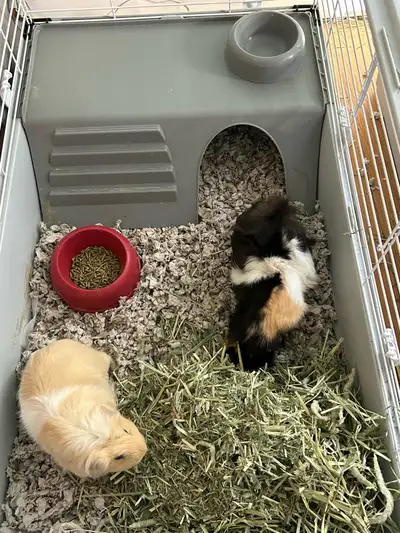 Two female guinea pigs free to a good home, View more