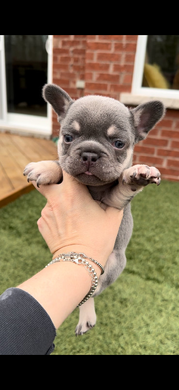 Lilac tan platinum/ cream French bulldog puppies in Dogs & Puppies for Rehoming in Markham / York Region - Image 4
