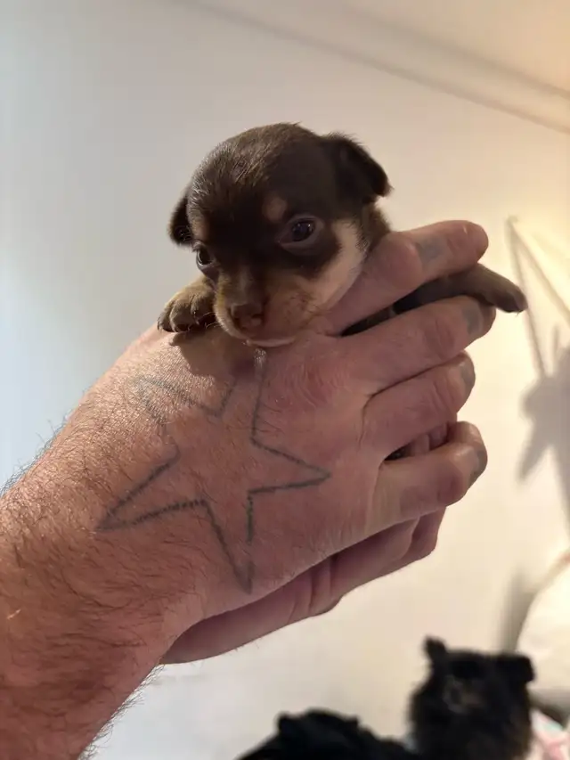 tiny little chihuahua puppies! 2.5 pounds available JUN in Dogs & Puppies for Rehoming in Markham / York Region - Image 4