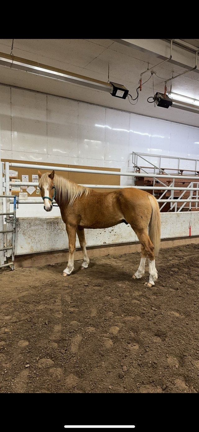 5 year old gelding  in Horses & Ponies for Rehoming in Edmonton
