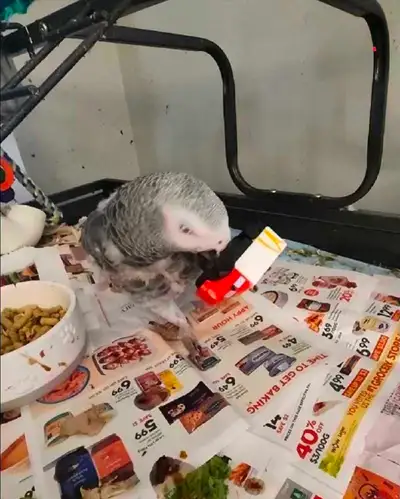 African Grey, View more