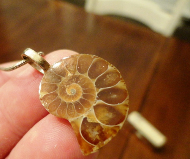 Glass Nautilus Shell Necklace, Ring Holders, Retract Key Holder in Jewellery & Watches in Kitchener / Waterloo - Image 4