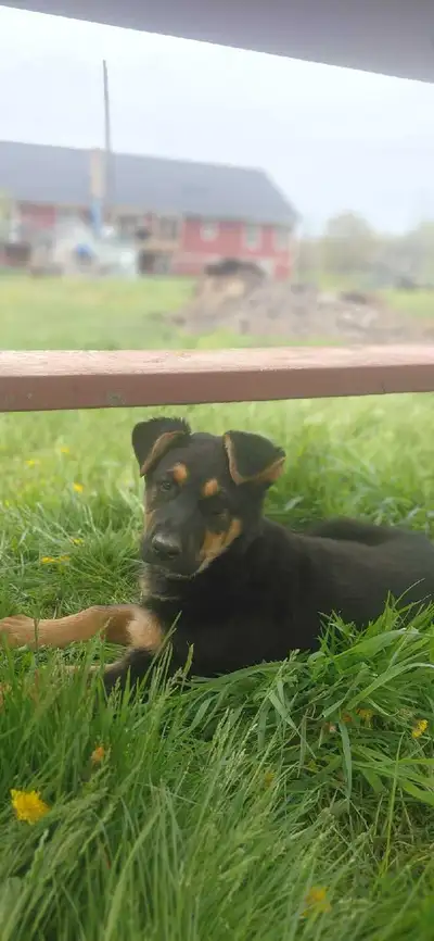 Two female Puppies  left, View more
