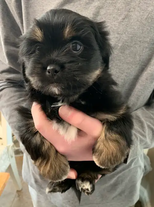 -ONLY 1 LEFT! -Rare -Purebred Lhasa Apso Puppies -CKC Registered -Hypoallergenic -Non shedding -12 -...