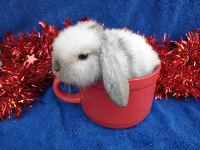 EXTRAORDINARY HOLLAND LOP BABY DWARF BUNNY RABBITS in Small Animals for Rehoming in Ottawa - Image 3