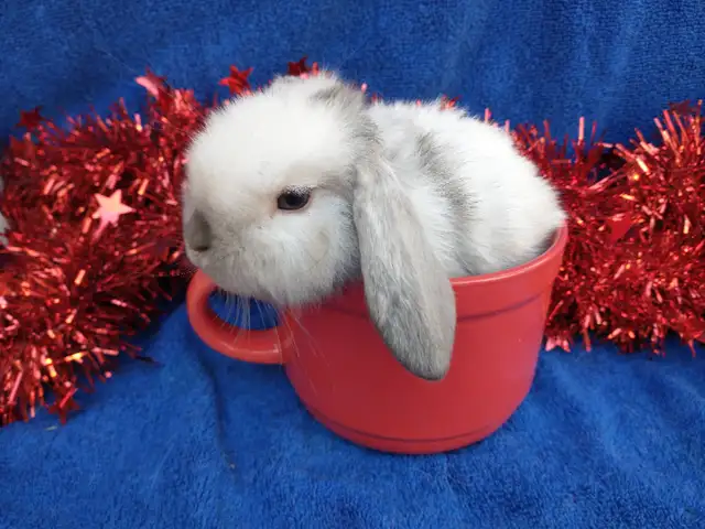 EXTRAORDINARY HOLLAND LOP BABY DWARF BUNNY RABBITS in Small Animals for Rehoming in Ottawa - Image 2