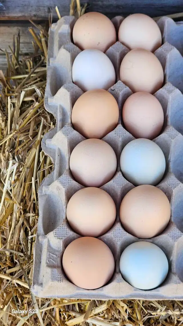 Fertilized /  Hatching chicken eggs in Livestock in Hamilton - Image 3