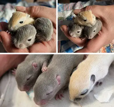 Les Gerbilles PB – Élevage éthique Membre de l’American Gerbil Society Nos gerbilles proviennent de...