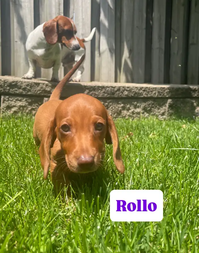 MINI DACHSHUND PUPPIES 8 W.O. ONLY 3 LEFT READY FOR NEW FAMILIES in Dogs & Puppies for Rehoming in Mississauga / Peel Region - Image 4