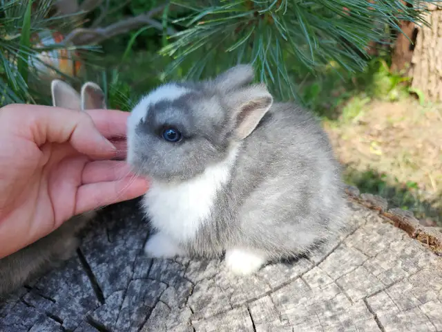 EXTRAODINAIRE BÉBÉ lapin nain néerlandais mâle *MALE BABY BUNNY in Small Animals for Rehoming in City of Montréal - Image 11