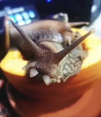 Land Snails For Sale, View more