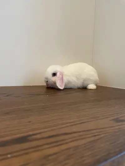 Adorable Purebred Male Holland Lop. He has beautiful blue eyes! I will require a $10 non refundable...