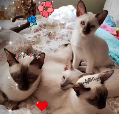 ❤️♂️Mignons Chatons Siamois Vaccinés❤️Siamese Kittens Vaccinated, View more