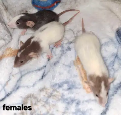 Three baby fancy rats, dumbo, all females, View more