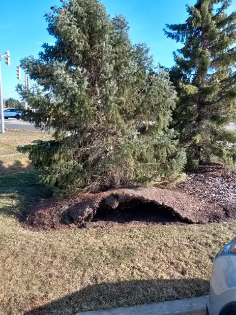 Stump Grinding62863713728129121