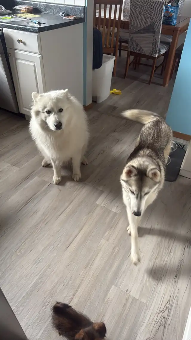 Samusky puppies in Dogs & Puppies for Rehoming in Edmonton - Image 3
