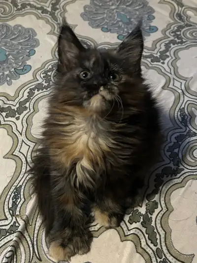 Main coon polydactyl 100% pure breed, View more