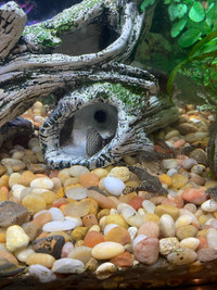 Pleco’s for rehoming