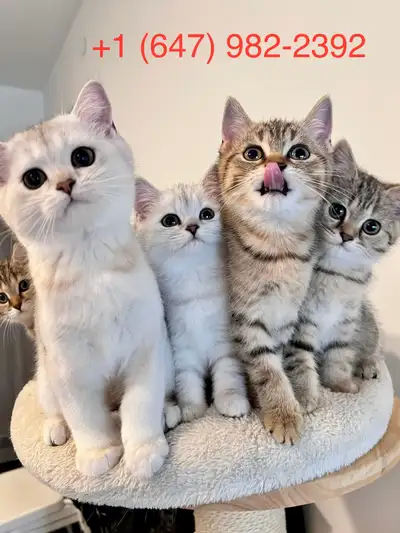 (AVAILABLE) TICA Purebred British Shorthair kitten, View more