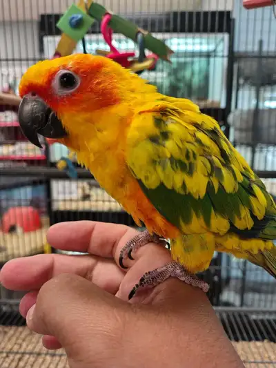 baby sun conure, View more