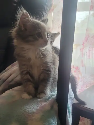 Kittens looking for home, View more