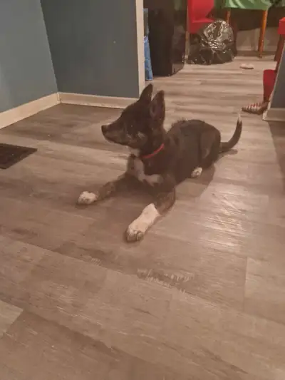 Selling my 5 month old german shepperd/husky puppy Her name is bingo Rehoming due to loss of job and...