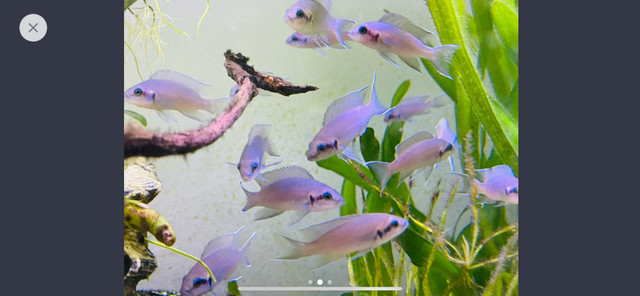 Brichardi Cichlids fish aquarium  dans Poissons à adopter  à Ville de Montréal - Image 2