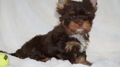 Chocolate Yorkie Puppy (1) Ready For a new family, View more