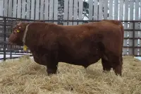 2 YEAR OLD BULLS ----- RED & BLACK ANGUS and POLLED CHAROLAIS