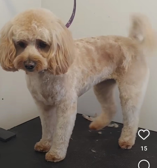 Accepting new clients today! Animal & Pet Services London Kijiji