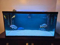 90 GALLON FISH TANK