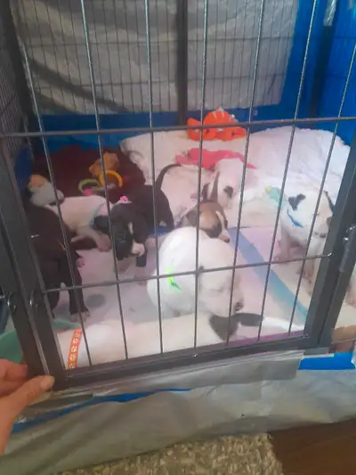 Dogo Argentino/Presa Canario puppies ❤️, View more