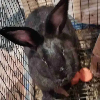 NewZealand Doe Rabbit for Sale, View more
