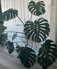 Monstera plant. $80