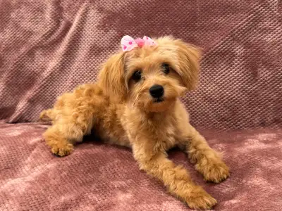 5-Month Female Maltipoo – Fully Vaccinated, View more