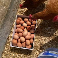 Free range brown eggs