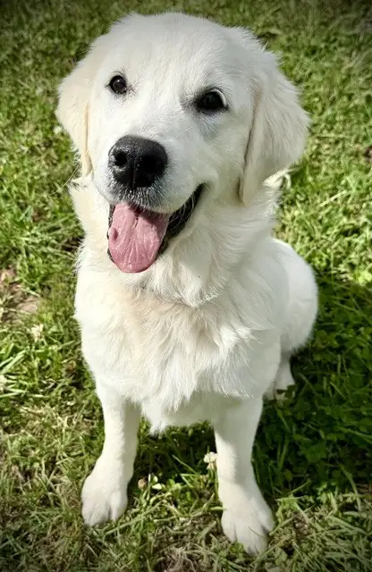 English Cream Golden Retriever in Dogs & Puppies for Rehoming in Oakville / Halton Region - Image 6