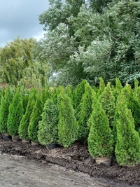 Emerald Cedar Trees  Peterborough Peterborough Area Preview