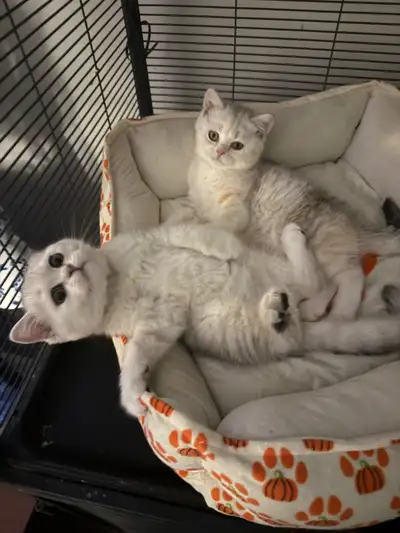 3 Scottish fold kittens for sale, View more