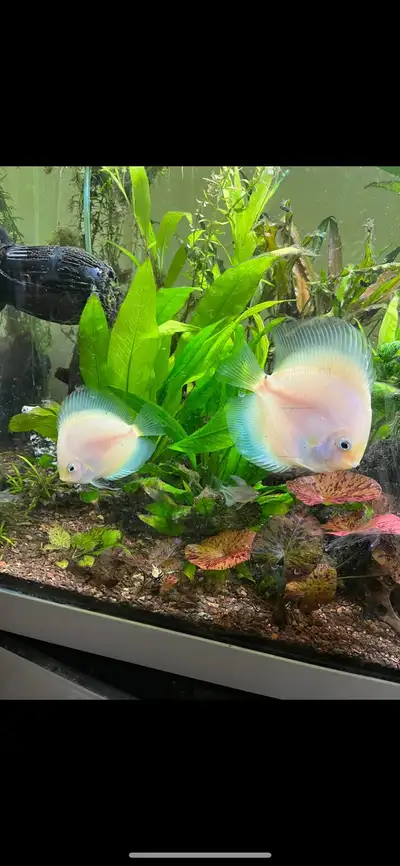 pair of discus , View more