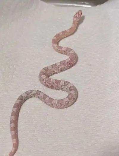 Snow Cornsnake, View more