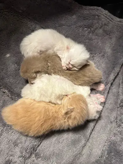 TICA registered Selkirk Rex kittens, View more