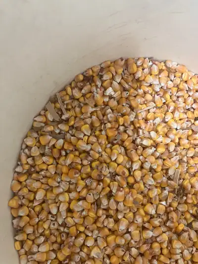 grain corn, View more