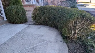 FREE 20 Boxwood Bushes Plants Shrubs 3’ tall -Read listing -FREE, View more